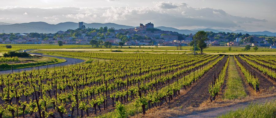 Anbaugebiet Languedoc